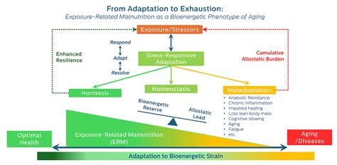 From Adaptation to Exhaustion: Defining Exposure-Related Malnutrition ...