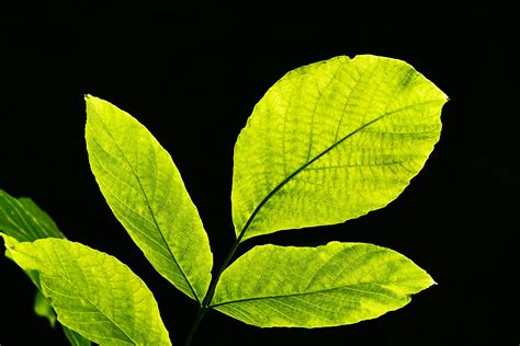 Why do plants produce oxygen? | John Innes Centre
