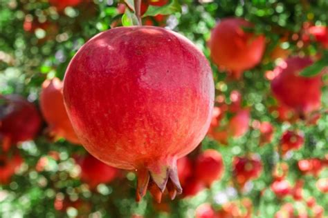 Pomegranate Tree Growing Tips 的图像结果