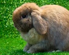 Image result for Rabbit Breeds in India