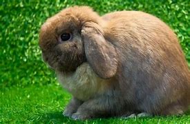 Image result for lop bunny breeds