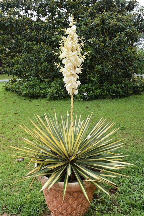MARIETTE'S BACK TO BASICS: Variegated Yucca Lily Blooming