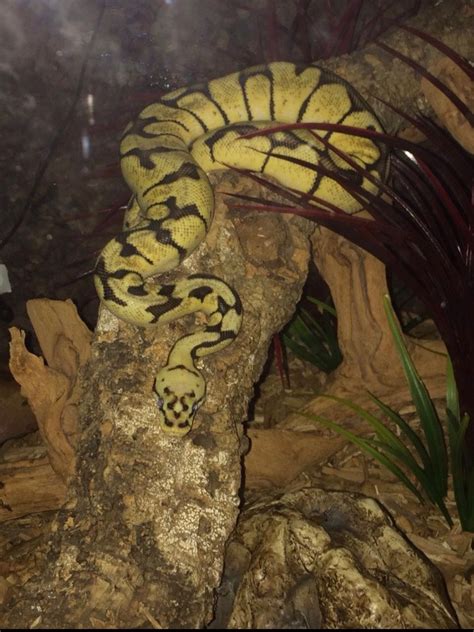 Image result for Ball Python Weights