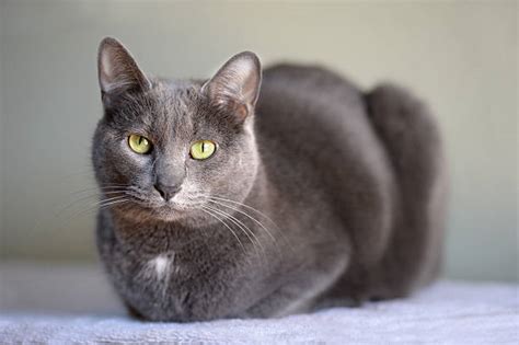 Complete List of Cat Profiles - Cat Breeds in India – GoofyTails
