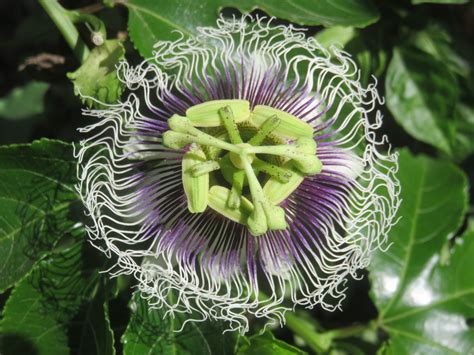 Image result for ACL Conference Poster Example