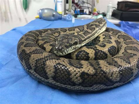 Image result for Python Snake Endoscopy