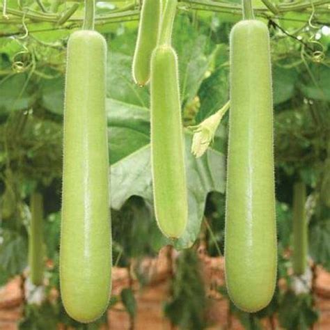 Buy Bottle Gourd Extra Long - Organic Vegetable Seeds online from ...