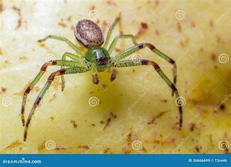 The Green Crab Spider (Diaea Dorsata) Stock Image - Image of closeup ...