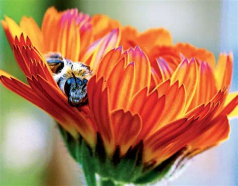 ‘There are 3,50,000 types of flowers — the same blossom offers varied ...