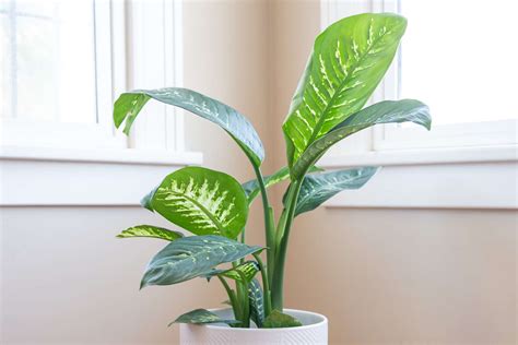 Dumb Cane Care