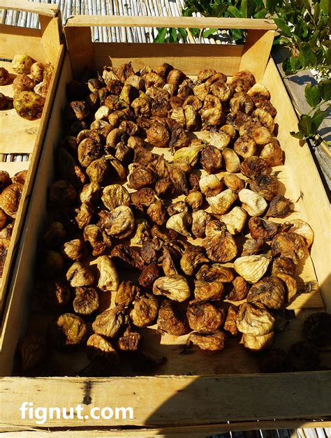 How to Dry Figs - Sun-drying method - FigNut