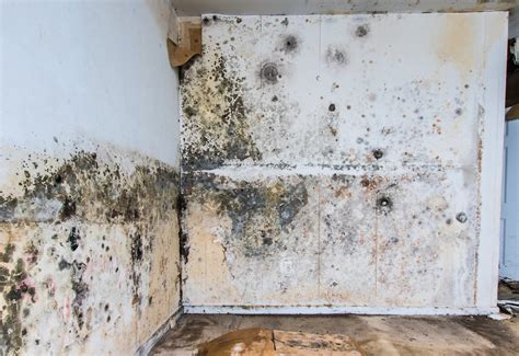 How to Get Rid of Mildew Smell | SERVPRO