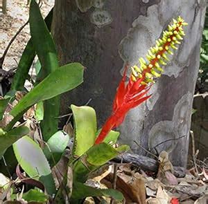 Kapebonavista Aechmea nudicaulis bromeliad Plant : Amazon.in: Garden ...