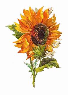 Free Clipart Image Of Flower by Antique Images Free Flower Graphic Sunflower Clip Of Free Clipart Image Of Flower