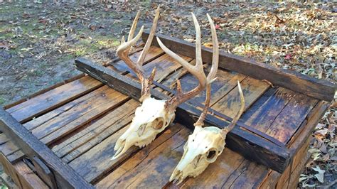 Cool Deer Skull Mounts