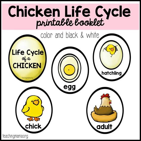 Printable Life Cycle Of A Chicken - Free Printable Download