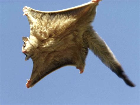 Flying Squirrel Loves It Every Time | Flying squirrel, Squirrel and Animal