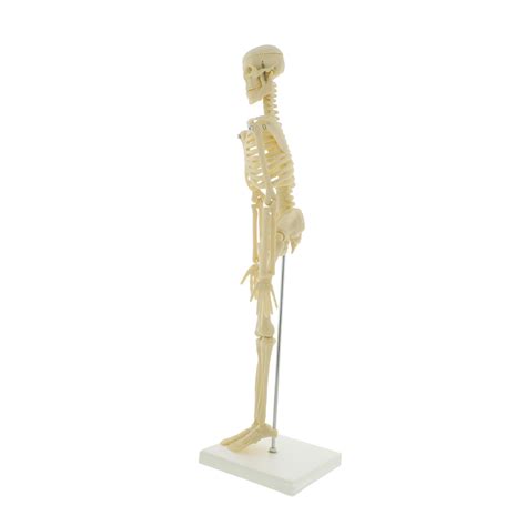 Buy MonMed Mini Skeleton - Human Skeleton Model for Anatomy Anatomical ...