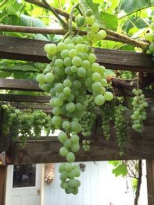 TRICONE Angur Seed Price in India - Buy TRICONE Angur Seed online at ...