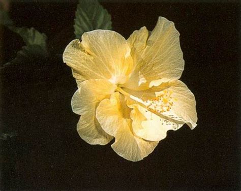 Ananda : spiritual meaning of flower by The Mother