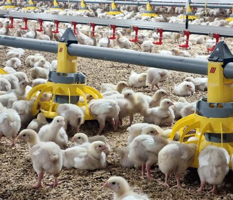 Cría de pollos con New Farms: la optimización e innovación avícola