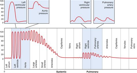 Overview of the Circulation: Pressure, Flow, and Resistance - Clinical Tree