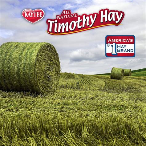 Kaytee Timothy Hay Plus, Carrots, 24-Ounce, Standard Packagi Buy, Best ...