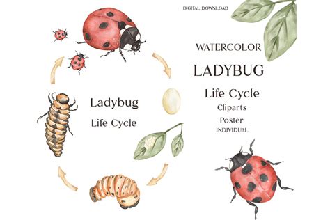 Life Cycle Of A Ladybug