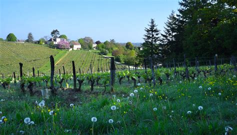 Domaine de la Noblaie, Le Temps des Cerises 2023 Chinon | Jancis Robinson
