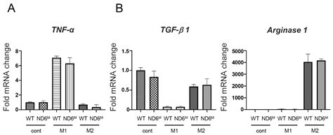 Mitochondria-Dependent Metabolic Reprogramming Enhances Myofibroblast ...