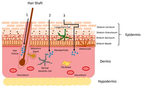 Nanoparticle-Enabled Transdermal Drug Delivery Systems for Enhanced ...