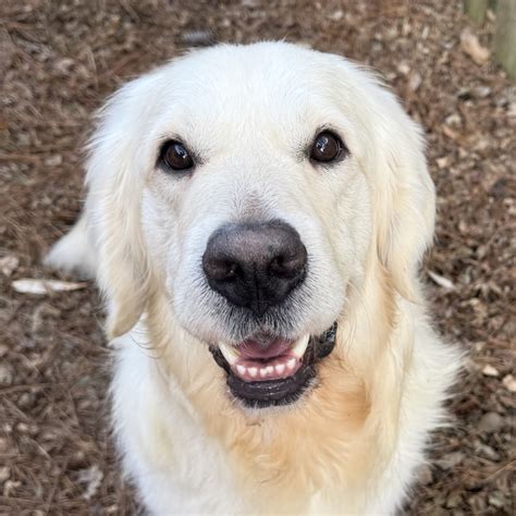 Home Page - Adopt a Golden Birmingham