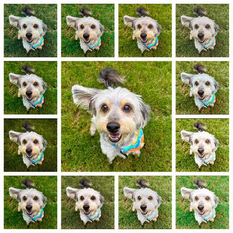 Happy Tails Presets - Reflections by Rhiannon