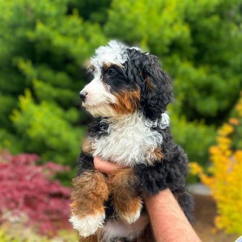 Blue Skye Doodles - Bernedoodle & Australian Mountain Doodle Puppies