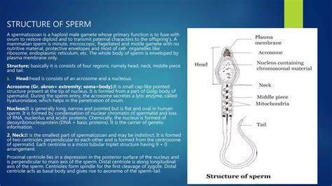 Structure of human sperm and ovum | PPTX