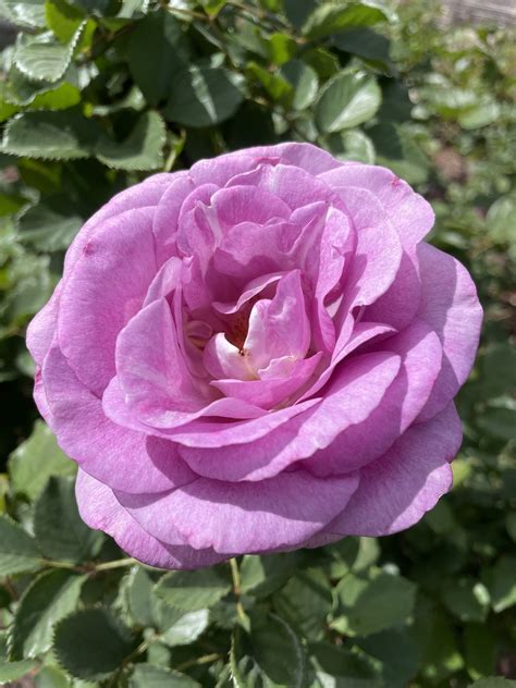 Hidden gem: El Paso’s Municipal Rose Garden highlights more than 300 ...