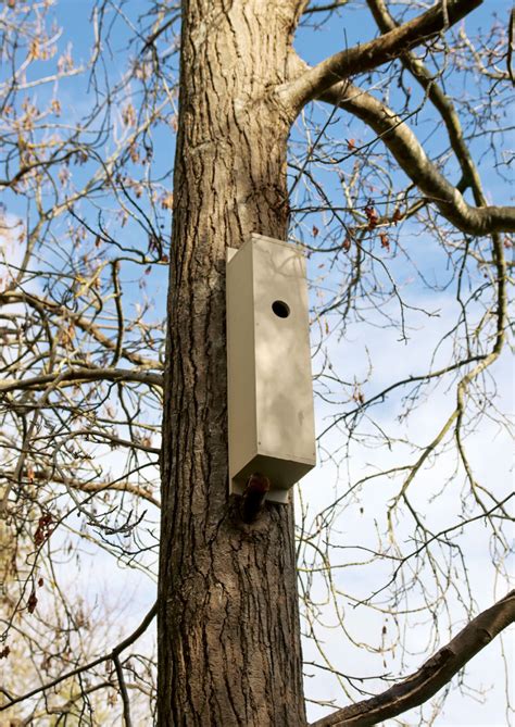 Image result for Bird Nesting Boxes Plans
