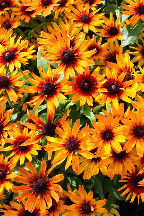 Helenium Mardi Gras (Sneezeweed) | DutchGrown™