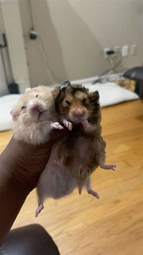 Syrian hamster cheeks full adorable to die for boy – Artofit