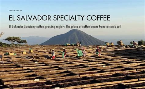 Everything about El Salvador's Specialty Coffee Region - exports of el salvador