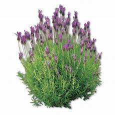 lavanda in vaso cure lavanda stoechas piante passione produzione piantine lavanda in vaso cure lavanda stoechas piante passione produzione piantine
