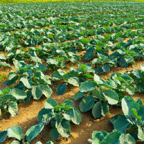 Plantation Agriculture: Understanding Its Role and Impact on the Economy