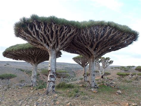 SOCOTRA ADVENTURE (2026) All You Need to Know BEFORE You Go (with ...