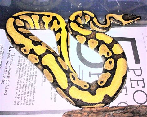 Image result for Ball Python vs Tiger