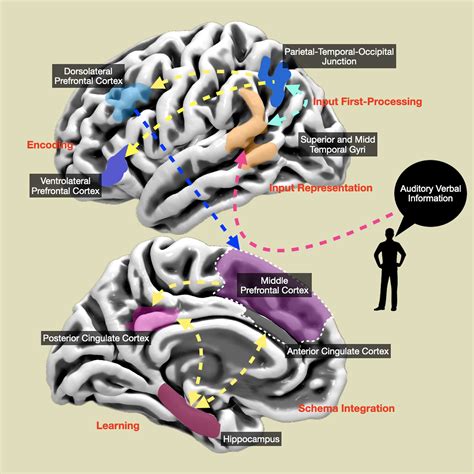 Image result for Memory Brain Process