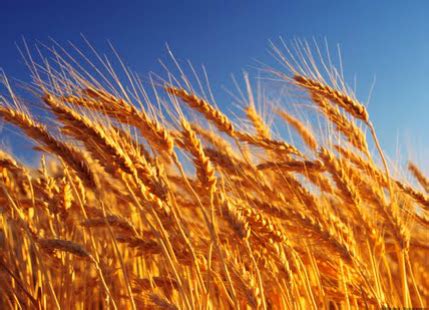 Unseasonal rain to cause 2% decline in wheat production this year ...