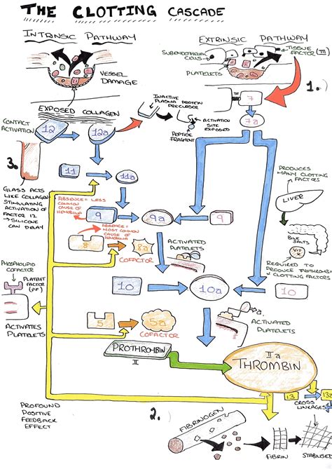 Coagulation Cascade Factor