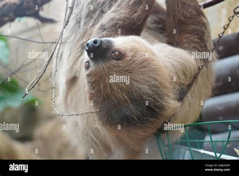 Image result for 2 Toed Sloth