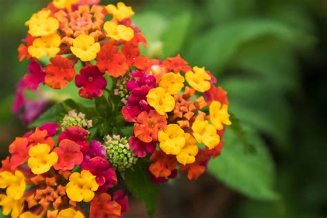Is Lantana a Perennial or Annual? - A-Z Animals