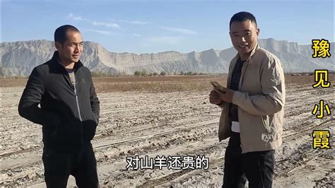 新疆农户啥活不干专业养羊，260只羊能挣多少钱，这收入真不错 - YouTube